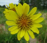 genus Tragopogon