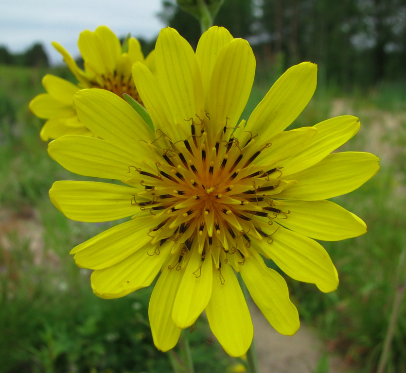 Изображение особи род Tragopogon.