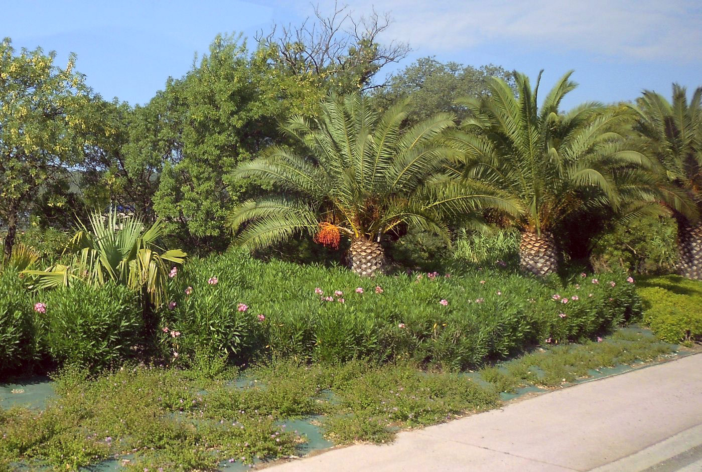 Image of Phoenix canariensis specimen.