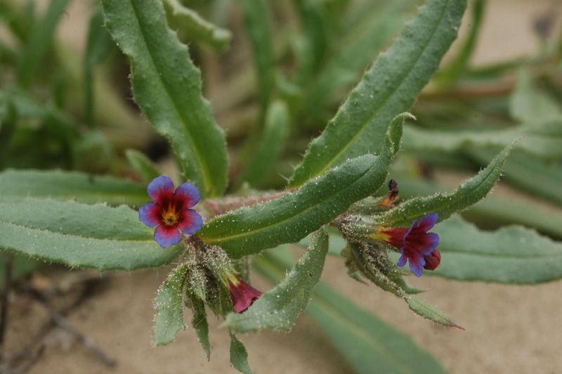 Image of Nonea caspica specimen.