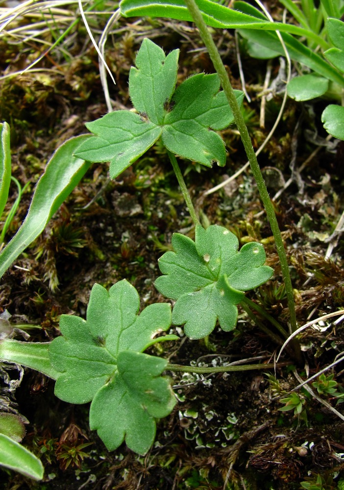 Изображение особи Ranunculus crassifolius.