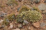 Nanophyton iliense