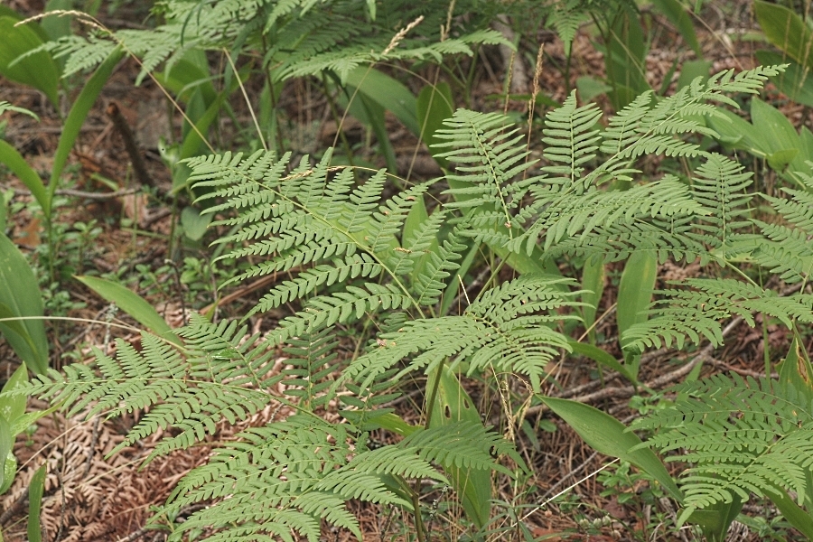 Image of Pteridium pinetorum ssp. sibiricum specimen.