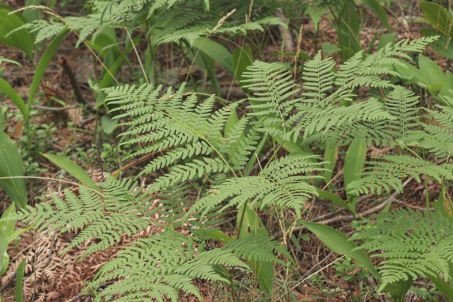 Изображение особи Pteridium pinetorum ssp. sibiricum.