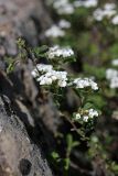 Spiraea pilosa