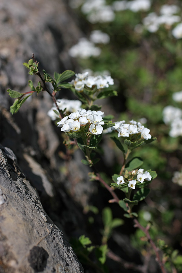 Image of Spiraea pilosa specimen.