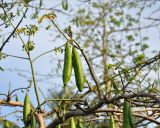 Ceiba pentandra. Верхушка ветви с плодами. Андаманские острова, остров Северный Андаман, окр. г. Диглипур. 08.01.2015.
