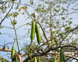 Ceiba pentandra