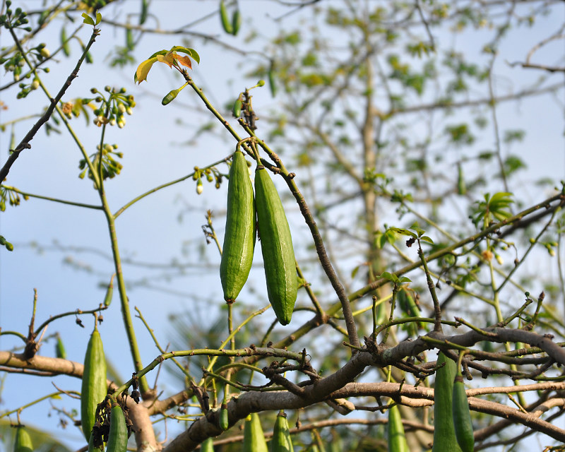 Image of Ceiba pentandra specimen.