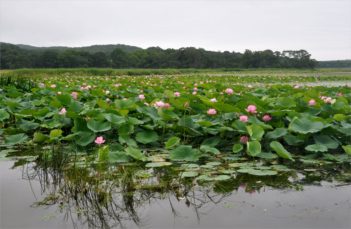 Изображение особи Nelumbo komarovii.