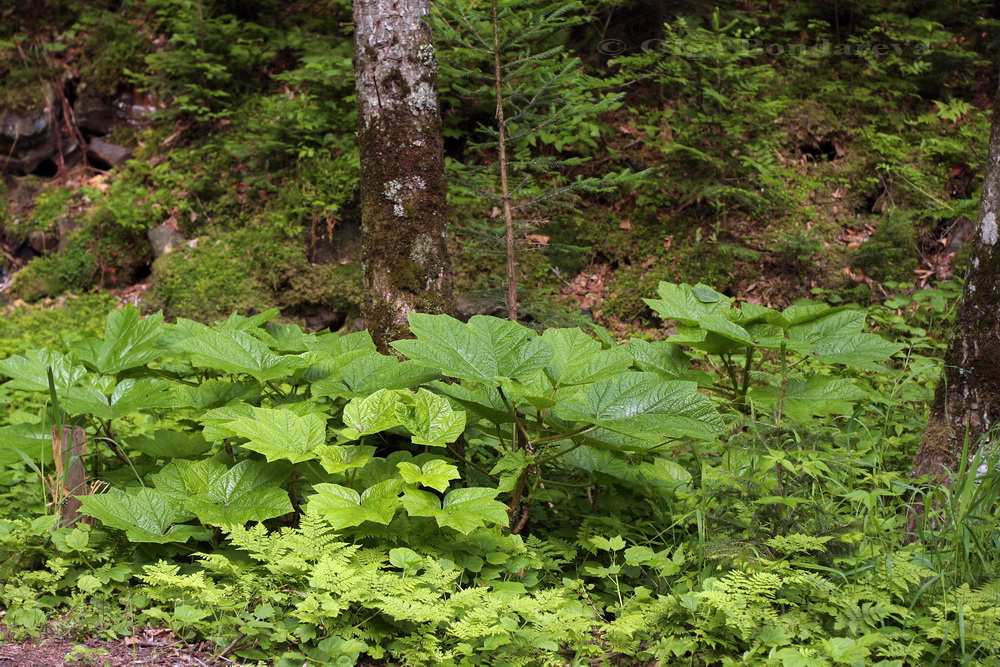 Image of Oplopanax elatus specimen.