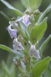 Ajuga laxmannii