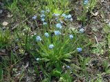 Myosotis imitata. Цветущее растение. Иркутская обл., Иркутский р-н, окр. с. Пивовариха, долина р. Ушаковка, луг. 30.05.2014.