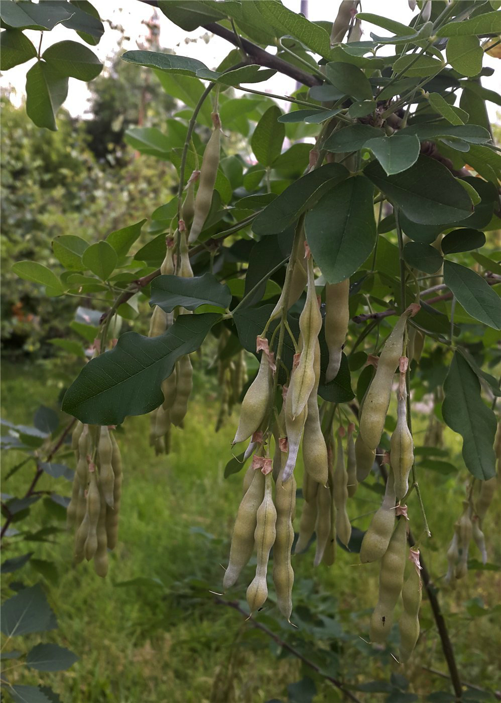 Изображение особи род Laburnum.