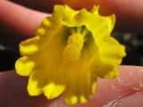 Narcissus cyclamineus. Цветок (вид снизу). Великобритания, Шотландия, Эдинбург, Royal Botanic Garden Edinburgh. 4 апреля 2008 г.
