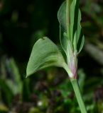 Commelina erecta