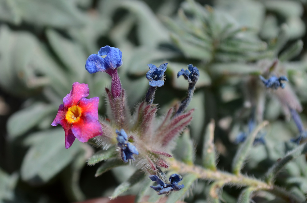 Изображение особи Arnebia obovata.