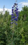 Delphinium dictyocarpum