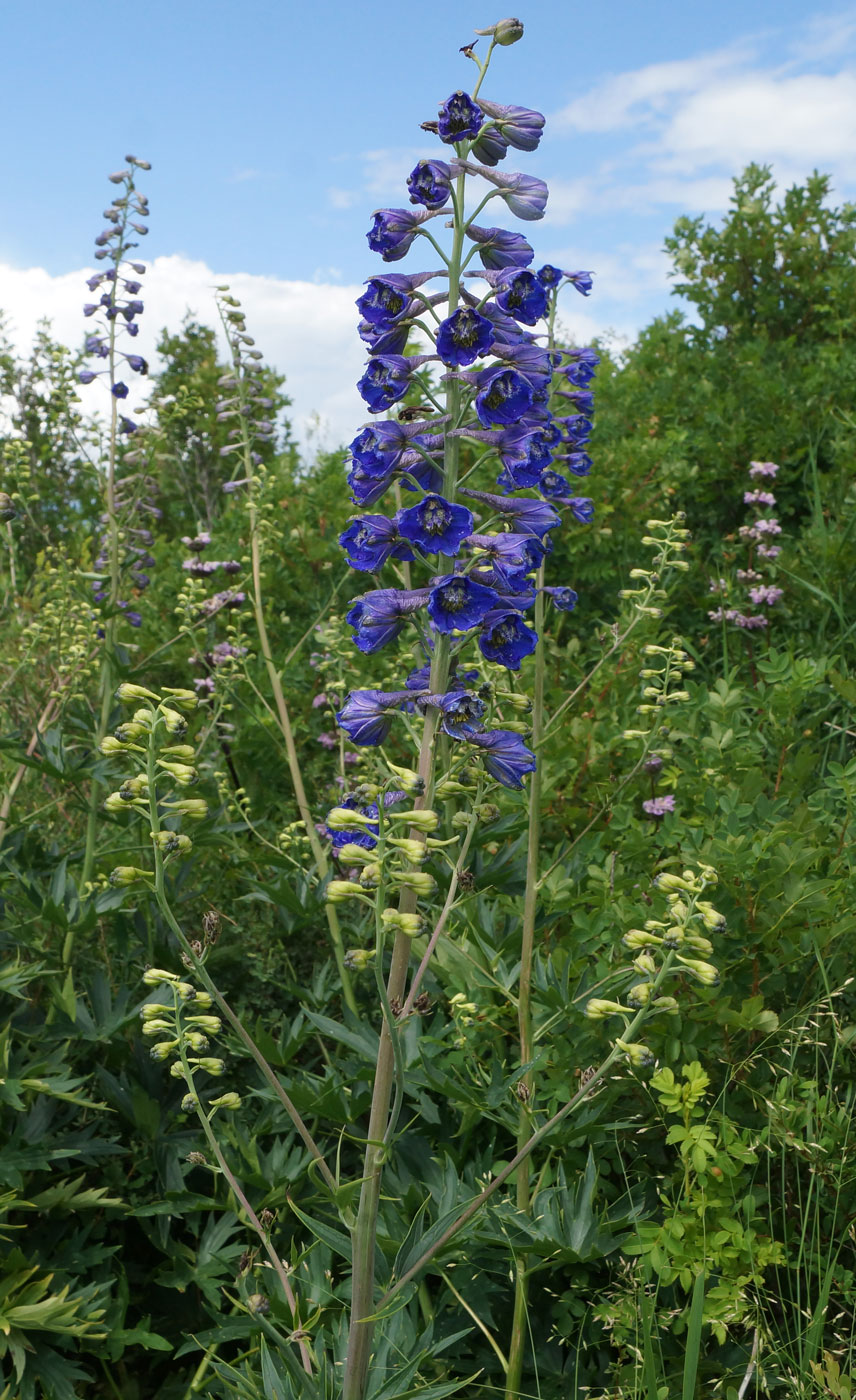 Image of Delphinium dictyocarpum specimen.