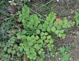 Ziziphus mauritiana. Ветвь молодого кустарника. Андаманские острова, остров Хейвлок, прибрежный лес. 01.01.2015.