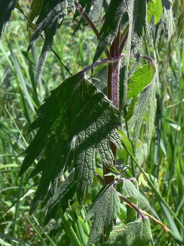 Image of Leonurus quinquelobatus specimen.