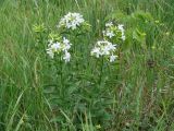 Saponaria officinalis. Цветущие растения. Иркутская обл., окр. г. Иркутска, левый берег р. Ангара. 06.07.2015.