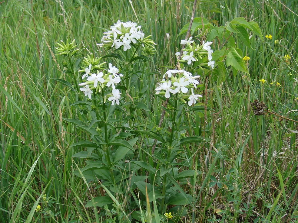 Image of Saponaria officinalis specimen.