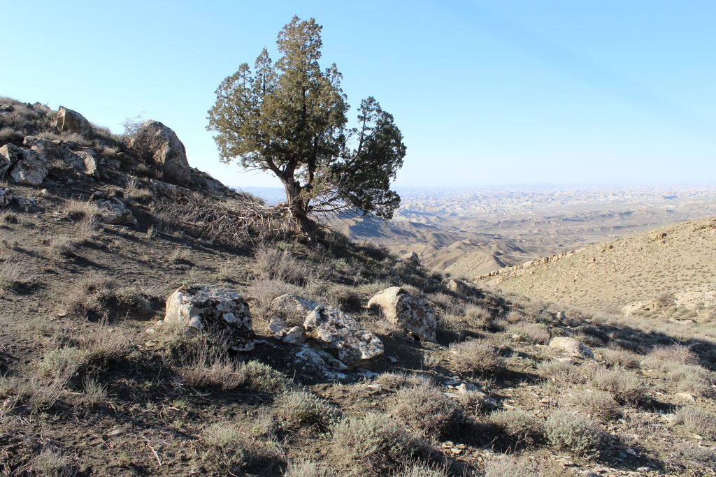 Image of Juniperus turcomanica specimen.