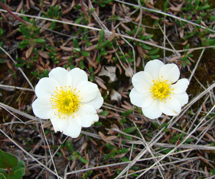 Изображение особи Dryas crenulata.