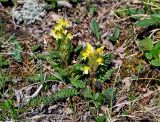 Pedicularis oederi. Цветущие растения. Тува, Тоджинский р-н, долина р. Аржаан-Хем (выс. около 1800 м н.у.м.), горная тундра. 08.07.2015.