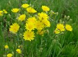 Crepis tectorum. Верхушка цветущего растения. Якутия (Саха), Алданский р-н, окр. пос. Тобук, луг. 20.06.2012.