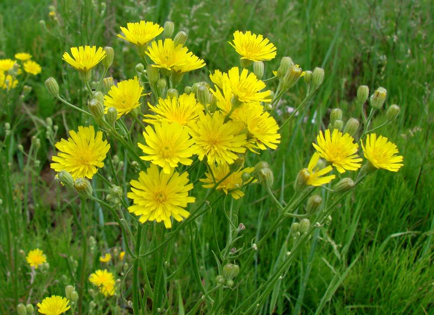 Изображение особи Crepis tectorum.