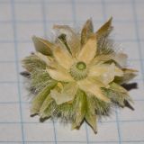 Tribulus macropterus