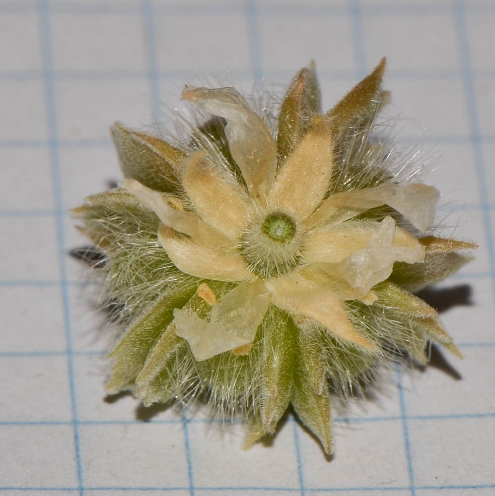 Image of Tribulus macropterus specimen.