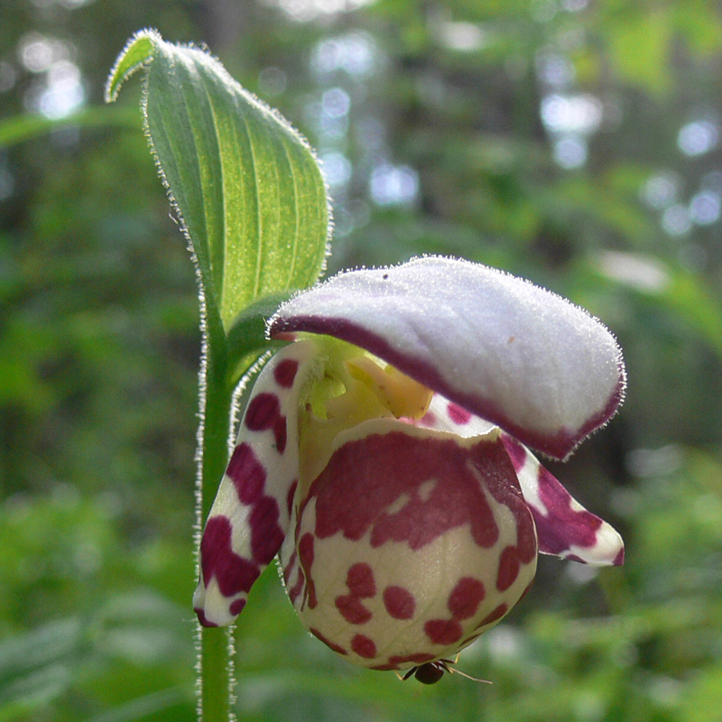 Изображение особи Cypripedium guttatum.