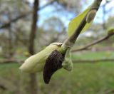 Magnolia salicifolia. Раскрывающийся бутон с кроющей прицветной чешуйкой (?). Латвия, Рига, Ботанический сад Латвийского университета, экспозиция магнолий (участок 1). 05.05.2015.