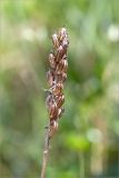 Dactylorhiza maculata. Сухое прошлогоднее соплодие. Ленинградская обл., Ломоносовский р-н, долина р. Шингарка, сфагновое болото. 05.07.2015.