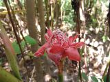 Etlingera elatior