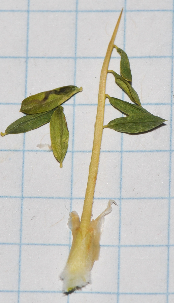 Изображение особи Astragalus gummifer.