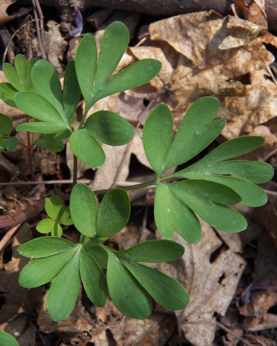 Image of Corydalis solida specimen.