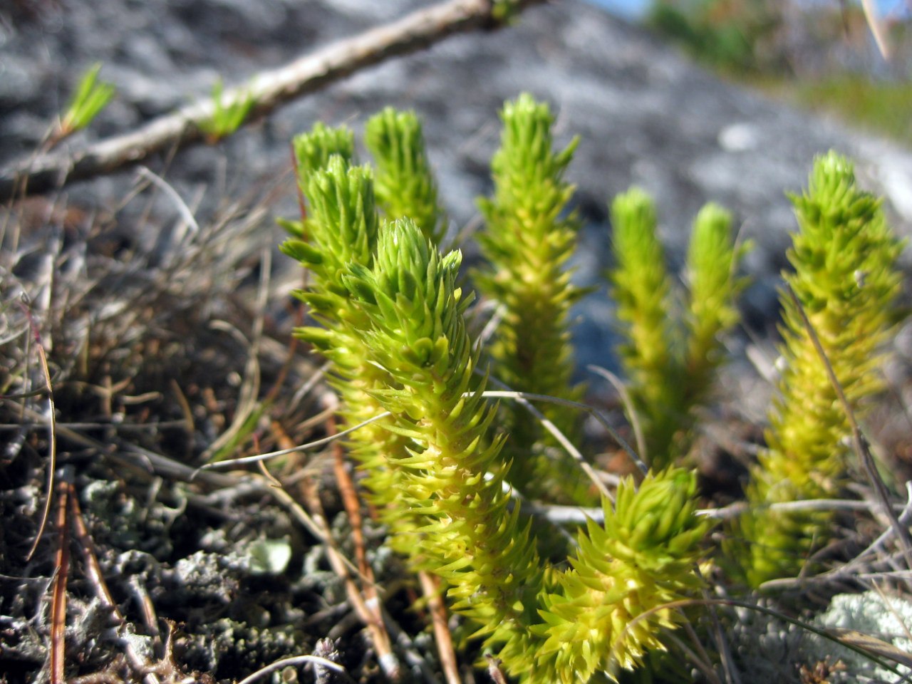 Image of Huperzia appressa specimen.