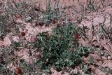 genus Trifolium. Цветущее и плодоносящее растение. Кыргызстан, Нарынская обл., Ак-Талинский р-н, долина реки Бурулю, горная степь, выс. ок. 2500 м н.у.м. Конец августа 2012 г.