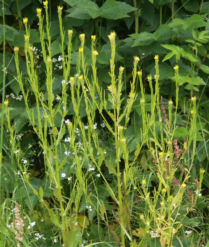 Image of Barbarea stricta specimen.