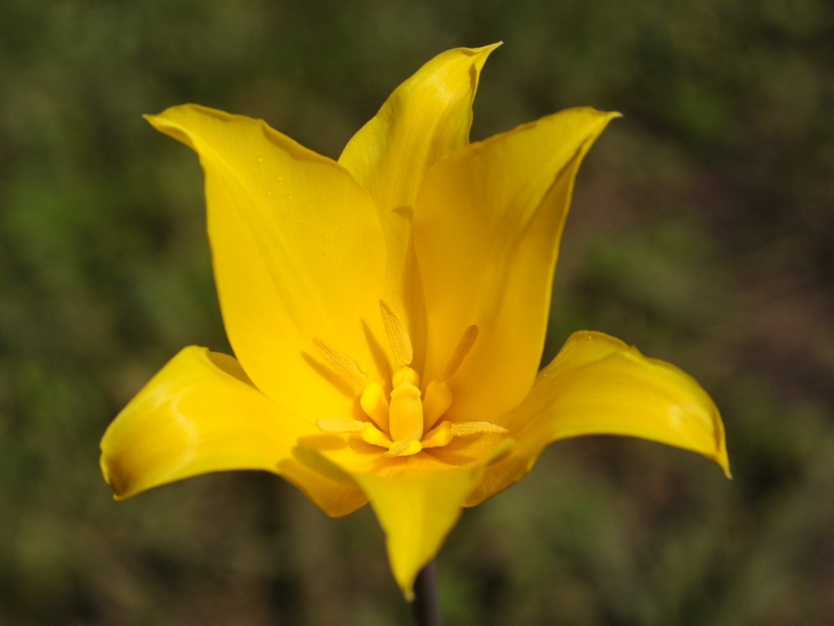 Image of Tulipa altaica specimen.