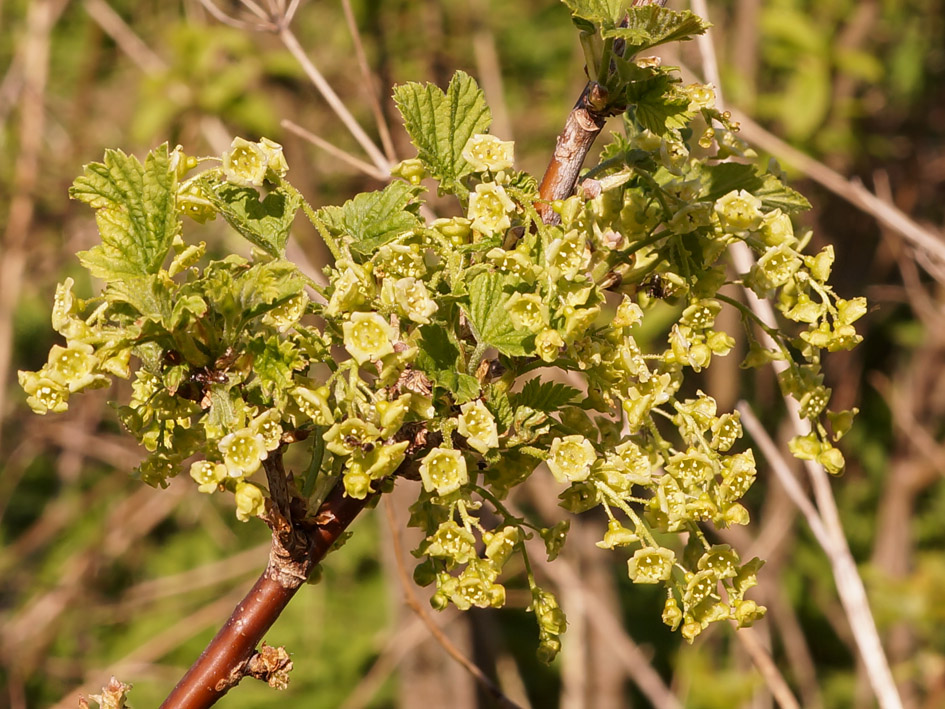 Изображение особи Ribes spicatum.