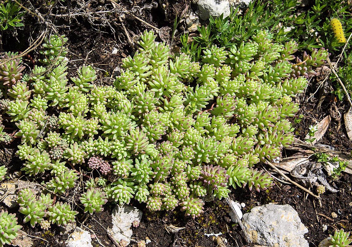 Image of genus Sedum specimen.