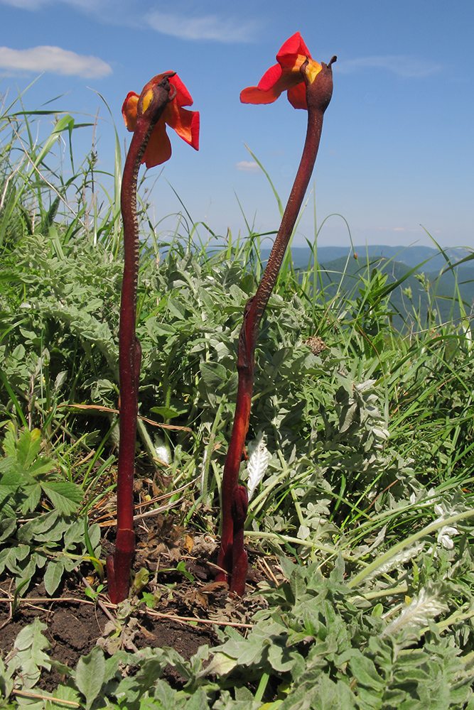Image of Phelypaea coccinea specimen.