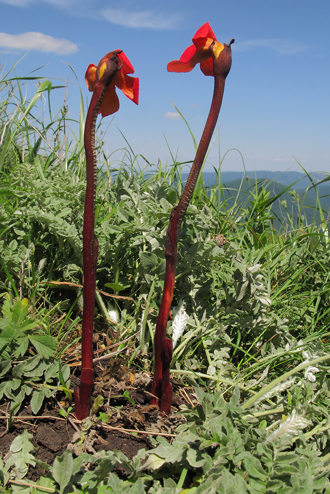 Изображение особи Phelypaea coccinea.