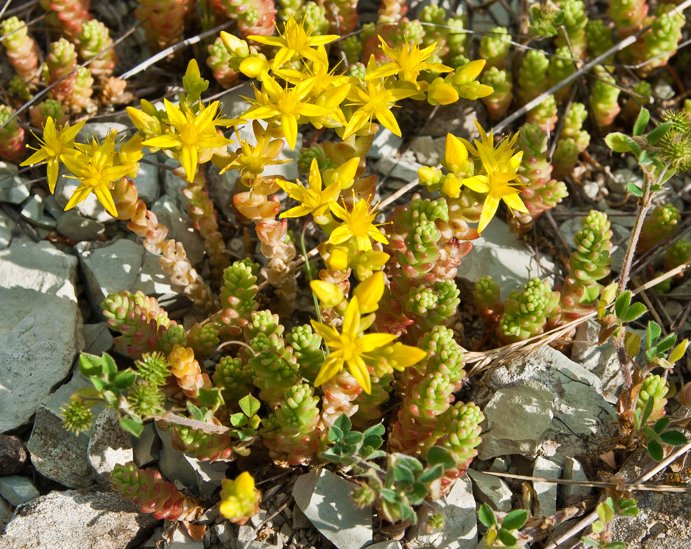 Image of Sedum acre specimen.