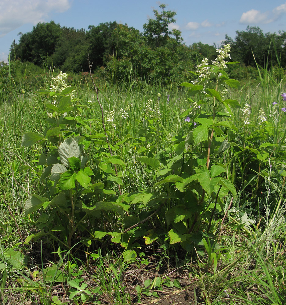 Image of Rubus canescens specimen.